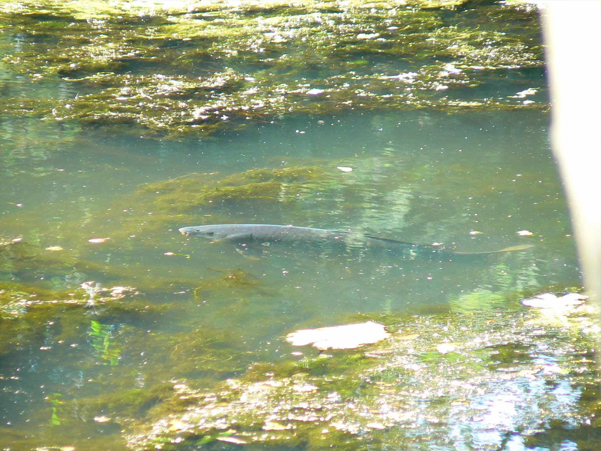 Crapi salbatici si alti pesti - p1030423.JPG